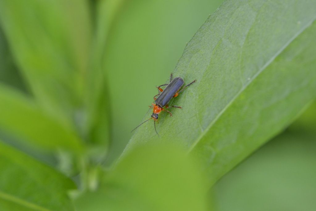 Cantharis cfr. pellucida